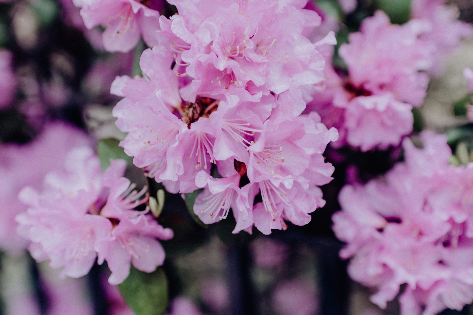 Rhododendron flowers